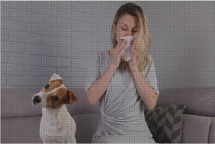 Review de purificador de aire alergia a perros